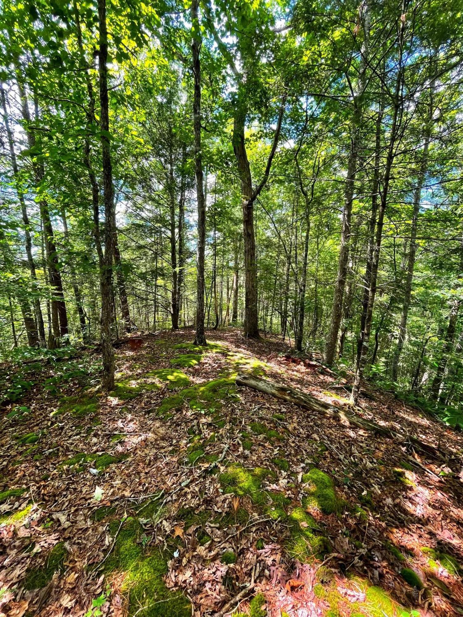 Vila Tiny House, Wifi,Hot Tub,Secluded Cosby Exteriér fotografie